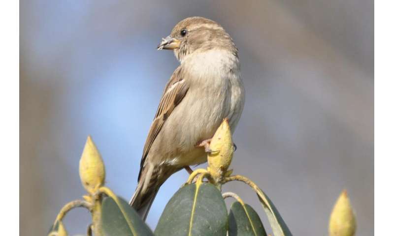 Study finds even the common house sparrow is declining