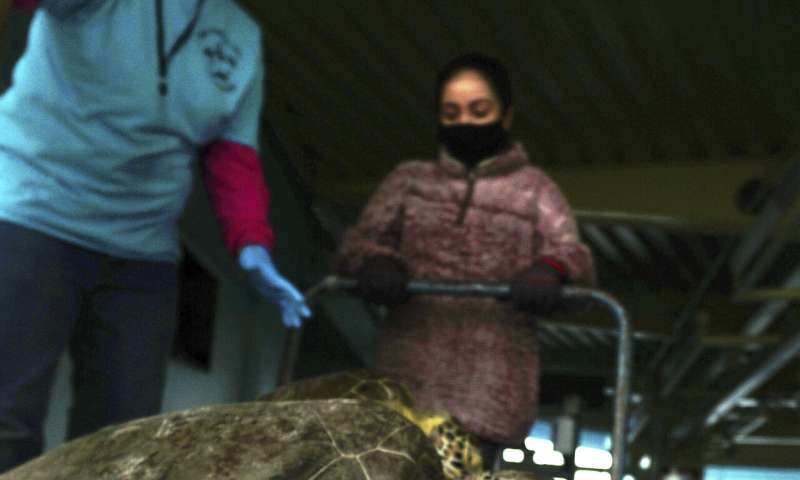 Thousands of cold-stunned sea turtles being rescued in Texas