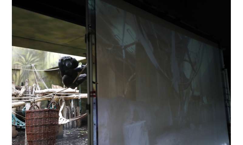 Chimpanzees at Czech zoo get screen time amid virus lockdown