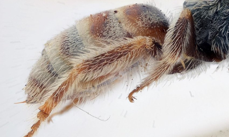Israeli researchers discover new bee species