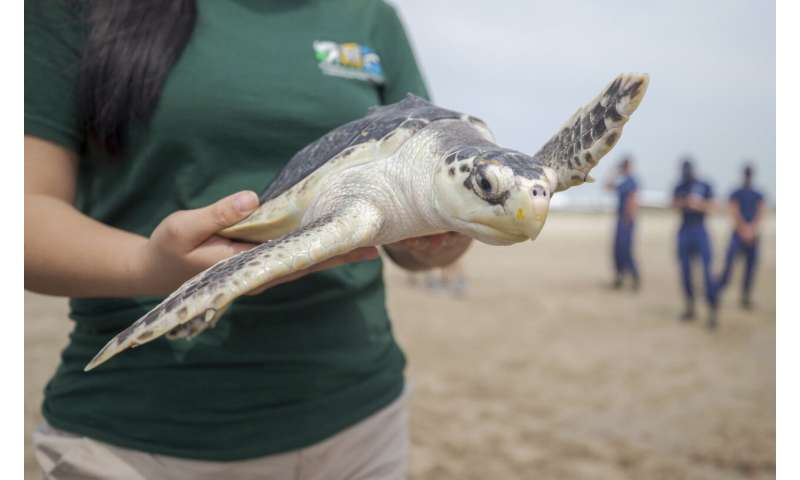 Mini parade of rescued young sea turtles released into Gulf