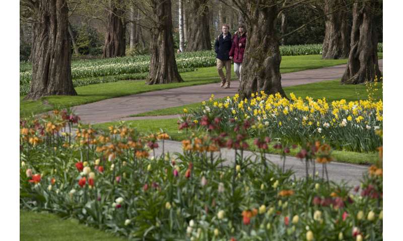 Visitors tiptoe through the tulips in Dutch virus test