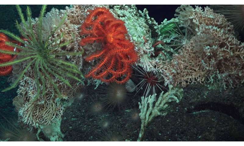 Researchers discover deep sea microbes invisible to human immune pattern recognition