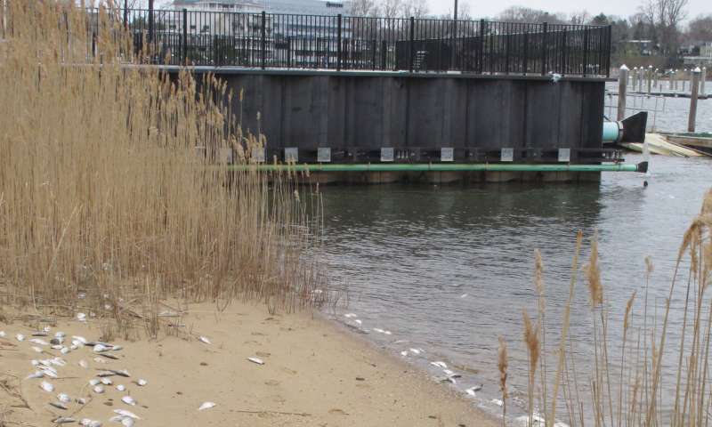 NJ blames bacteria for dead fish in rivers, bays since fall