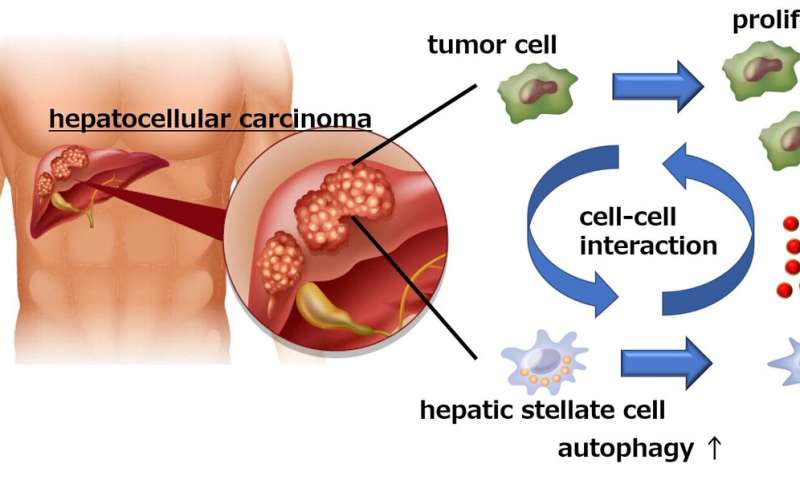 Liver cancer cells manipulate stromal cells involved in fibrosis to promote tumor growth