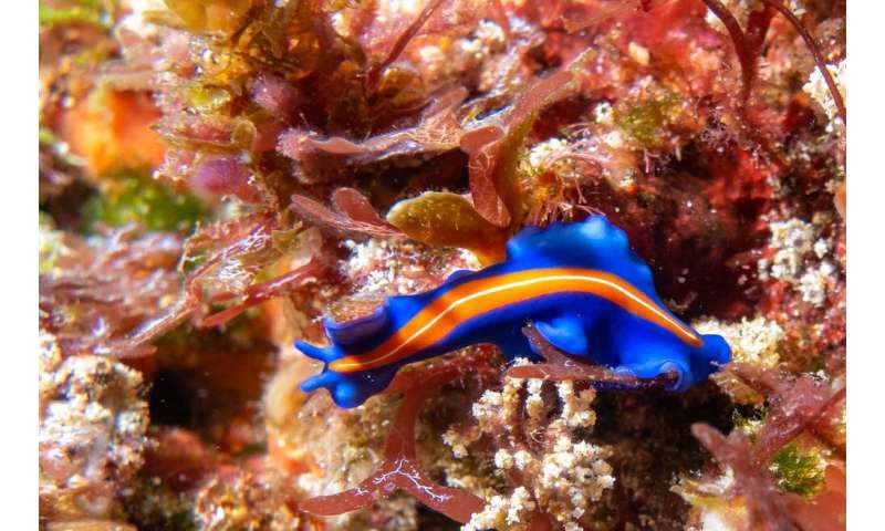 These underwater photos show Norfolk Island reef life still thrives, from vibrant blue flatworms to soft pink corals