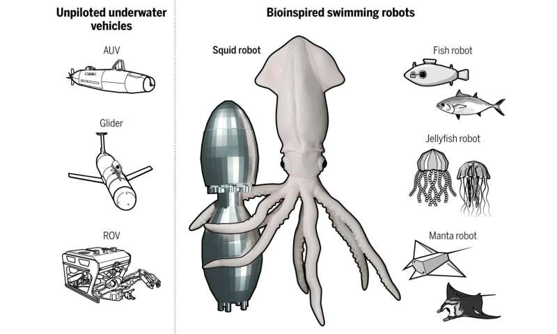 Squid-inspired robot swims with nature's most efficient marine animals