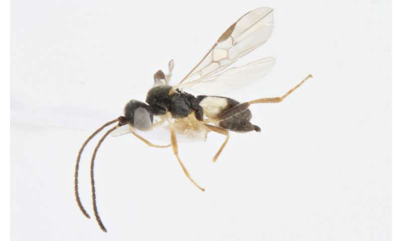 School students discover four new species of wasp