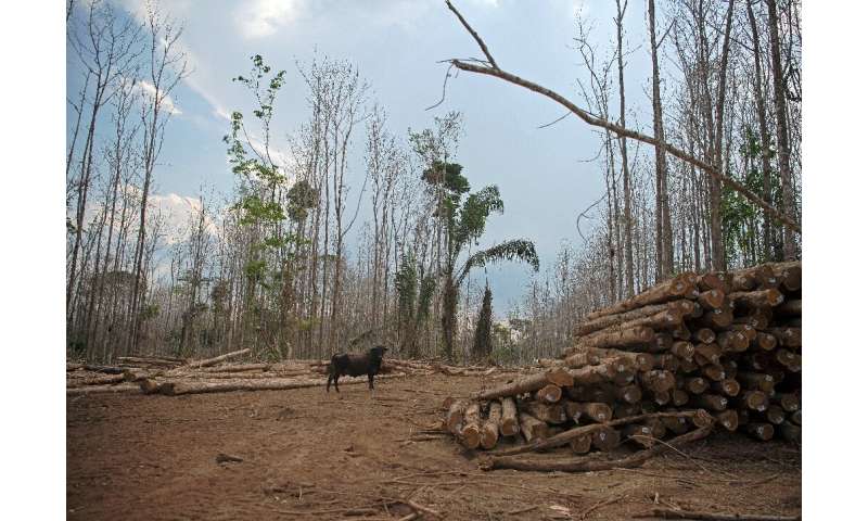 A bull and felled trees in Alta Floresta, in Brazil's Mato Grosso state in August 2021