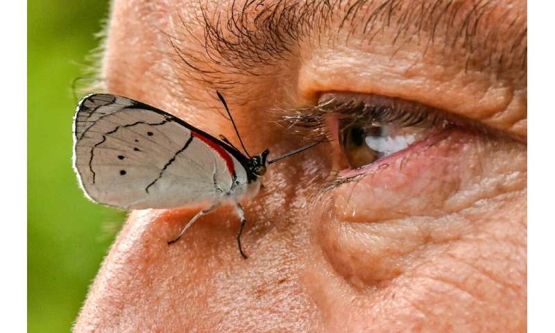 A butterfly settles on the side of Juan Guillermo Jaramillo's nose