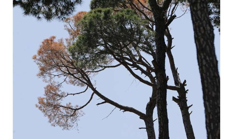 A dead pine tree is pictured among healthy ones in Lebanon's Bkassine pine trees forest south of Beirut