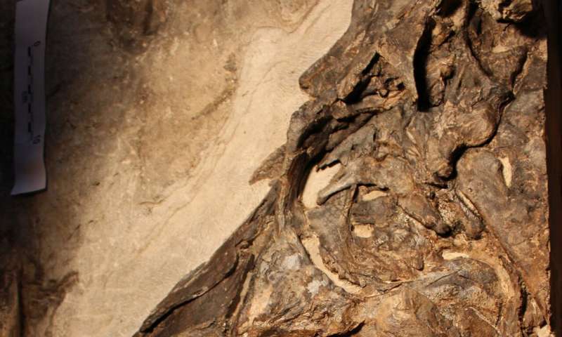 A dinosaur trove in Italy rewrites the history, geography, and evolution of the ancient Mediterranean area