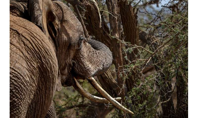 A female African bush elephant munches on an acacia tree in Kenya's Lewa Wildlife Conservancy