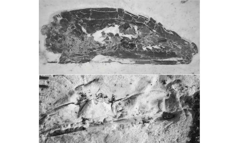 A fossil of a snake-like lizard generates controversy beyond its identity