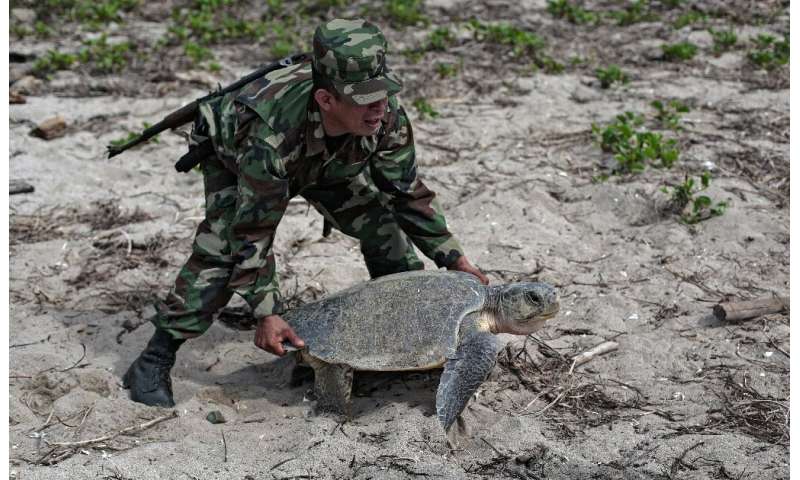 یکی از اعضای ارتش نیکاراگوئه یک لاک پشت زیتون ریدلی را پس از تخم گذاری در ساحل پناهنده حیات وحش لا فلور در 