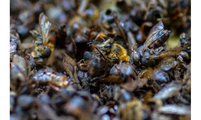About 1.4 billion jobs and three-quarters of all crops around the world, according to a 2016 study, depend on pollinators, mainl
