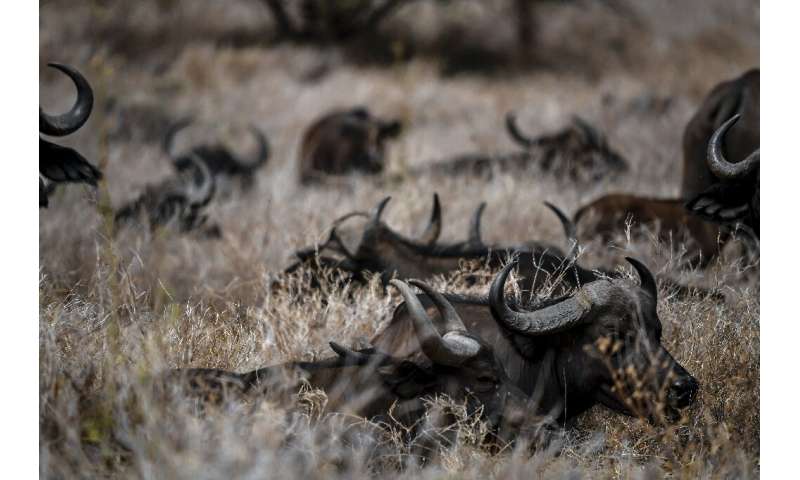African buffalos rest in the Lewa Wildlife Conservancy