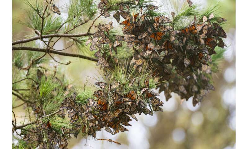 After record low, monarch butterflies return to California