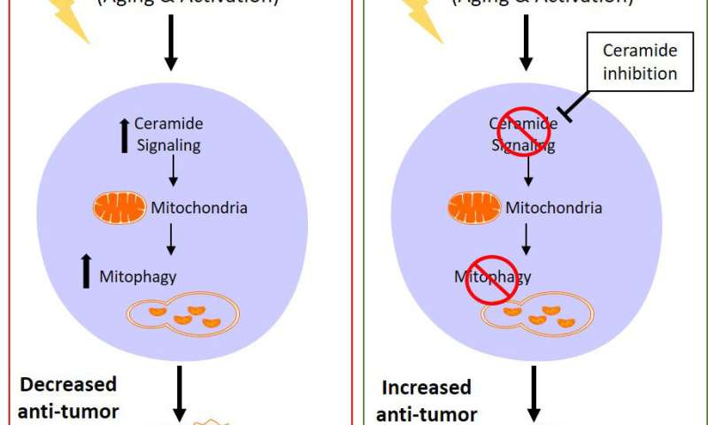 Aging impairs anti-tumor T-cell response via mitochondria dysfunction