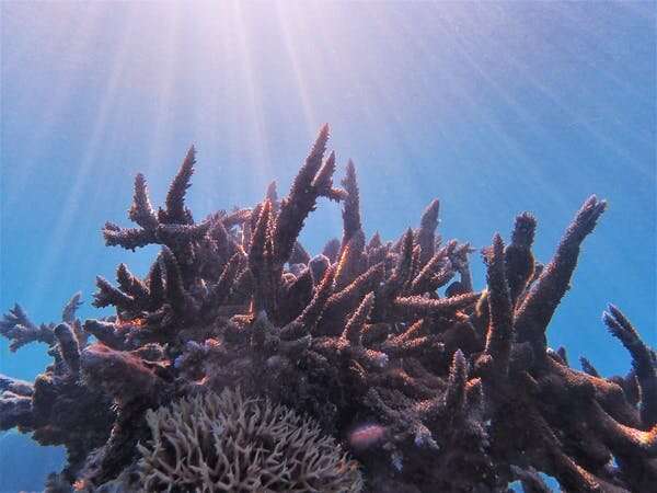 Σχεδόν 60 είδη κοραλλιών γύρω από το νησί Lizard λείπουν - και η κρίση εξαφάνισης του Great Barrier Reef θα μπορούσε να είναι η επόμενη.