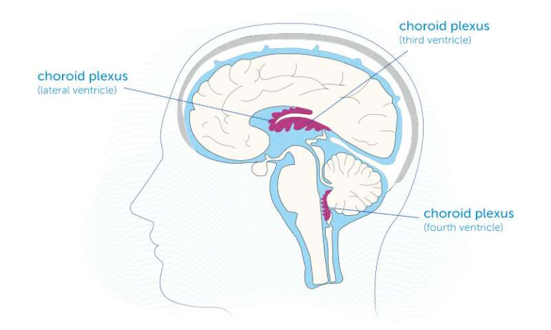 大脑脉络膜丛的“阿特拉斯”穿过寿命