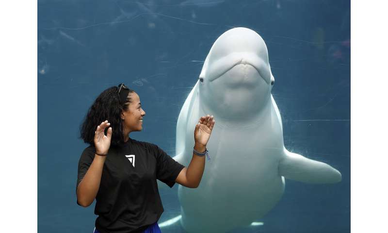 Aquarium agrees to delay beluga whale delivery amid lawsuit