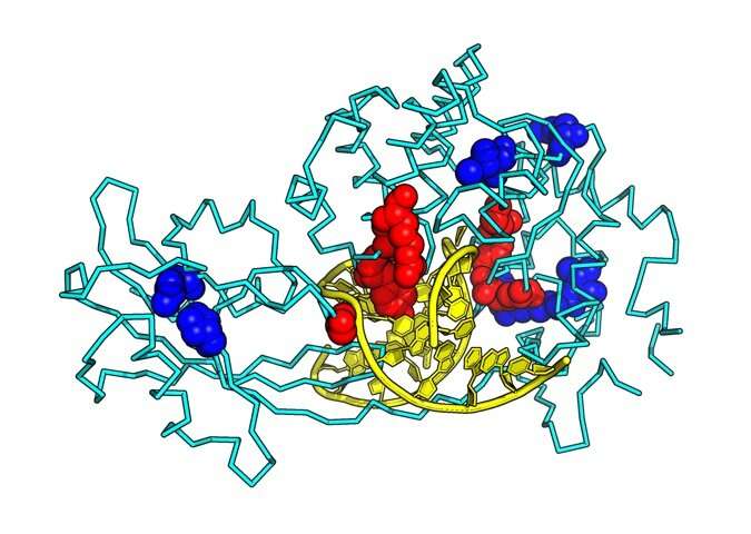 Atomic-level, 3-D structure of MUTYH protein opens small window into DNA repair mechanism