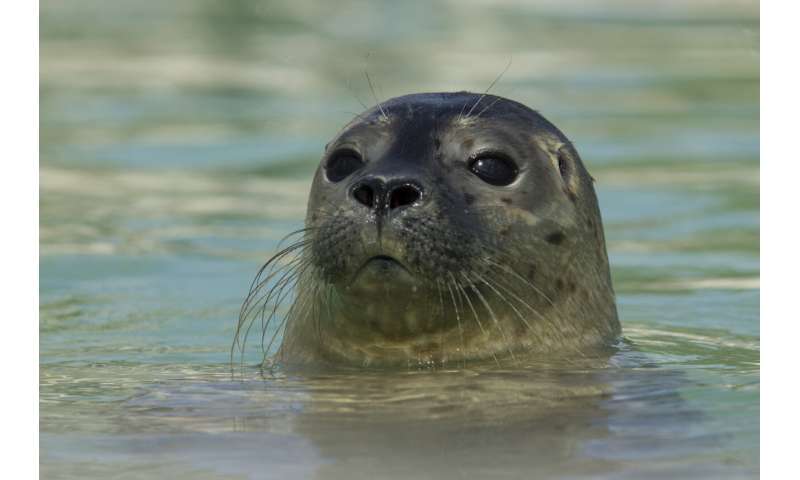 Baby seals can change their tone of voice