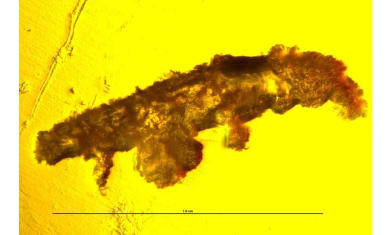 Big discovery of tiny rare tardigrade fossil