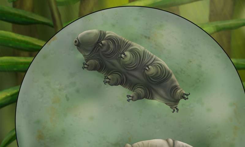 Big discovery of tiny rare tardigrade fossil