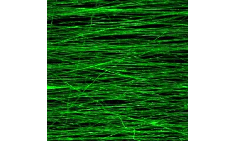 Bio-inspired scaffolds help promote muscle growth