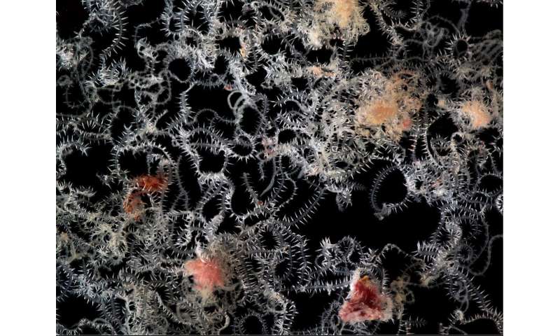 Branching worm with dividing internal organs growing in sea sponge