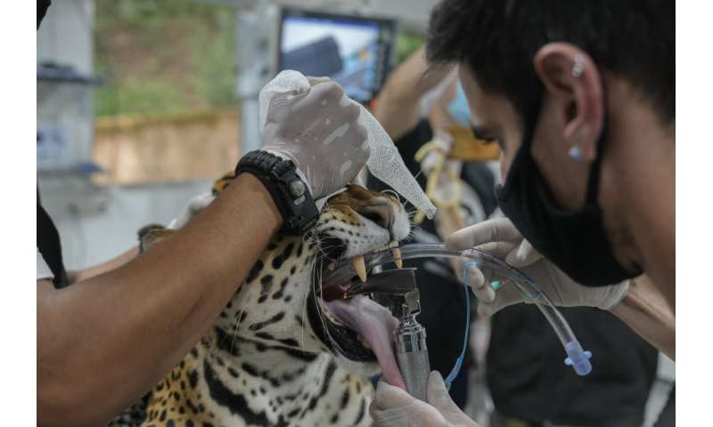Brazil scientists test frozen jaguar semen to help species