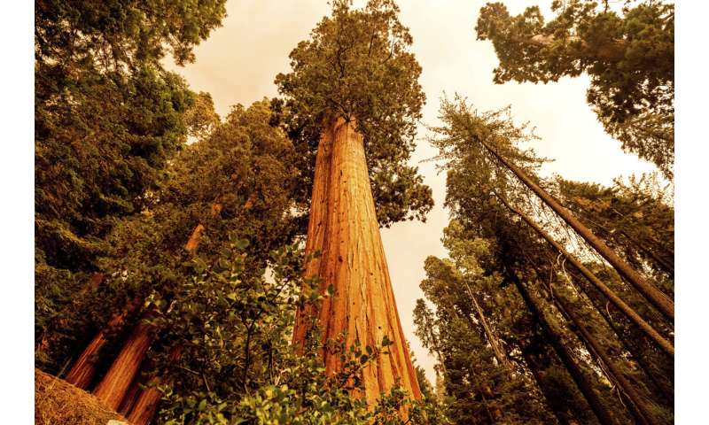 California wildfires burn into groves of giant sequoia trees