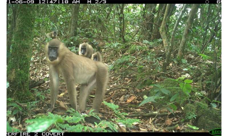 Camera trap images reveal that Afi Mountain Wildlife Sanctuary is a haven for rare primates and other wildlife
