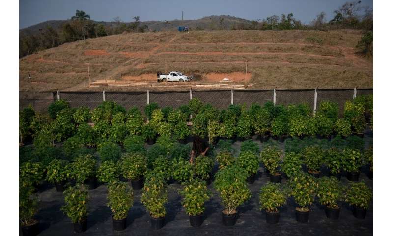 Cannabis plants are seen at the Apepi farm, which uses them to make therapeutic oil to help patients with seizures and other con