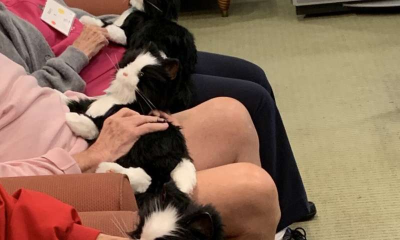 Cat's meow: Robotic pet boosts mood, behavior and cognition in adults with dementia