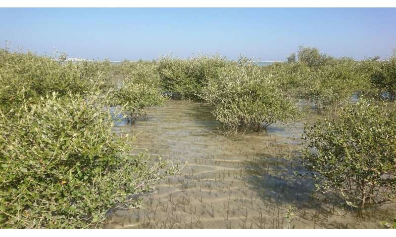 Climate change caused mangrove collapse in Oman