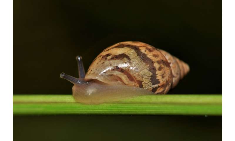 cone snail