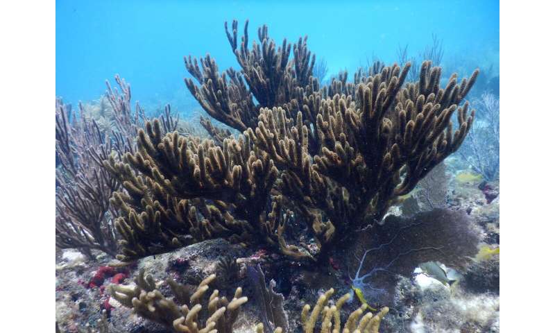 Corals that were once thought to be a single species are really two, the study concludes