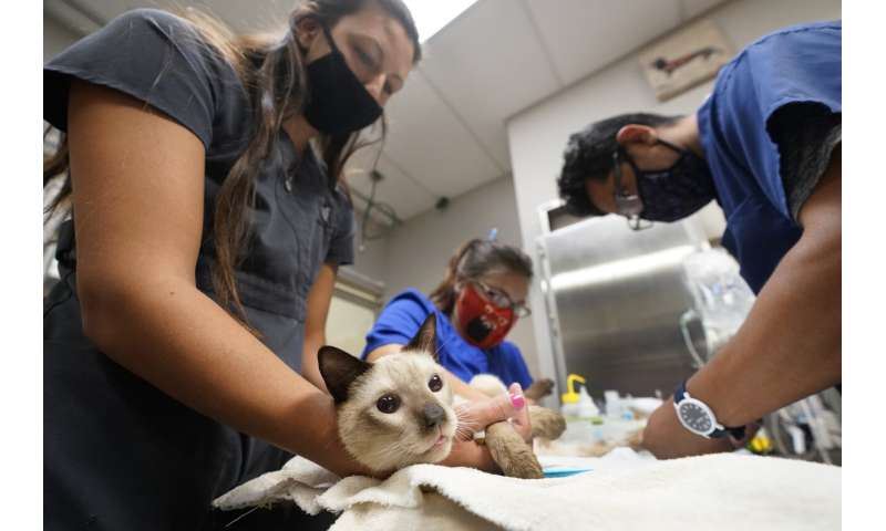 COVID-19 pet boom has veterinarians backlogged, burned out