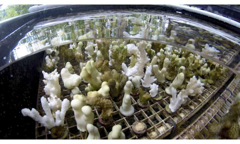 Darwin in a lab: Coral evolution tweaked for global warming