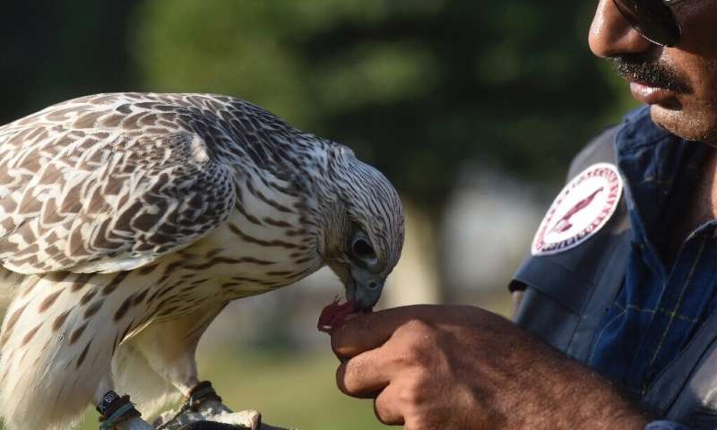 Demand for hunting falcons, largely from the Gulf, has fuelled a lucrative trade in poaching in Pakistan