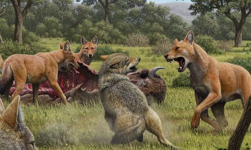 Dire wolves went extinct 13,000 years ago but thanks to new genetic analysis their true story can now be told