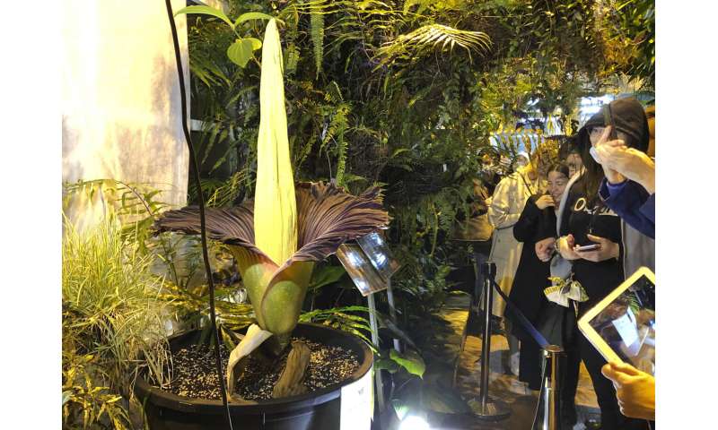 Endangered corpse flower blooms in Warsaw, drawing crowds