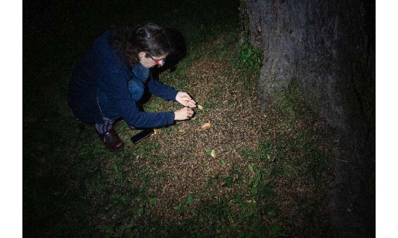 Entomologist Zoe Getman-Pickering examines cicadas at the foot of a tree on May 20, 2021 in Chevy Chase, Maryland