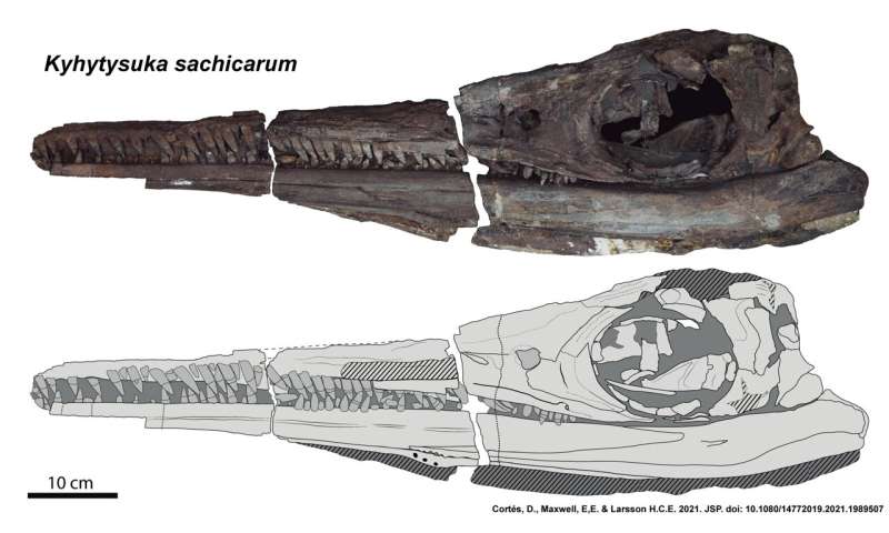 Extinct swordfish-shaped marine reptile discovered