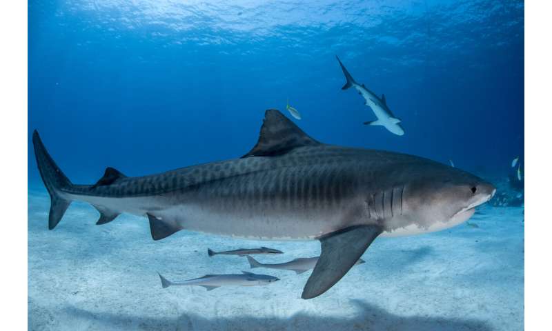 Eye on the tiger: genetics show global fisheries management should re-think tiger sharks
