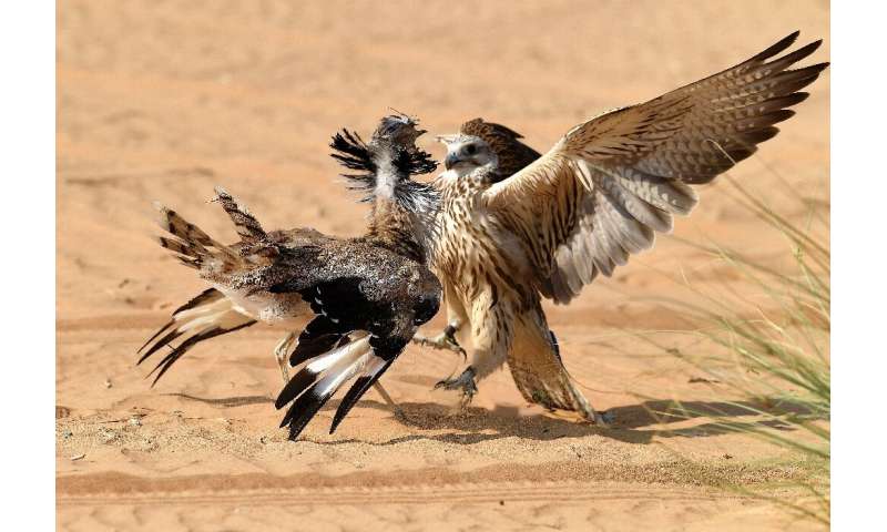 Falcons are used to hunt houbara bustards, a type of migratory bird