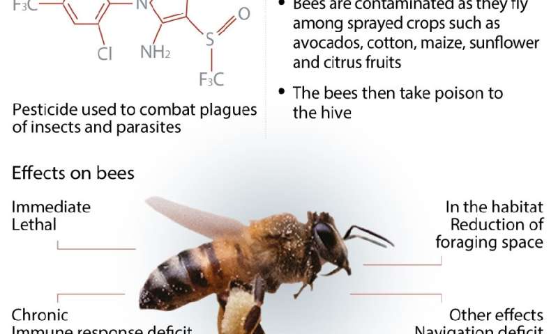Fipronil—threat to bees